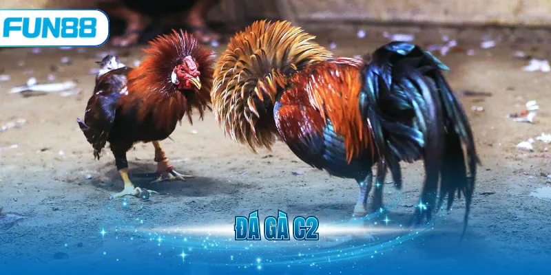 Đá gà C2