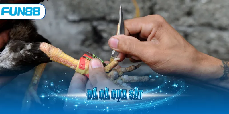 Đá gà cựa sắt