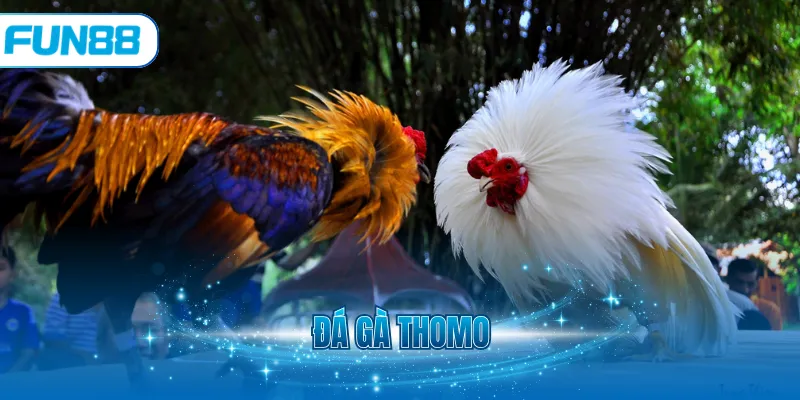 Đá gà thomo