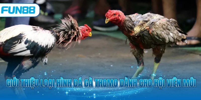 Giới thiệu loại hình đá gà thomo dành cho hội viên mới