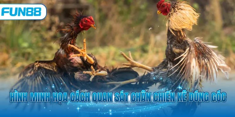 Hình minh họa cách quan sát chân chiến kê đúng góc