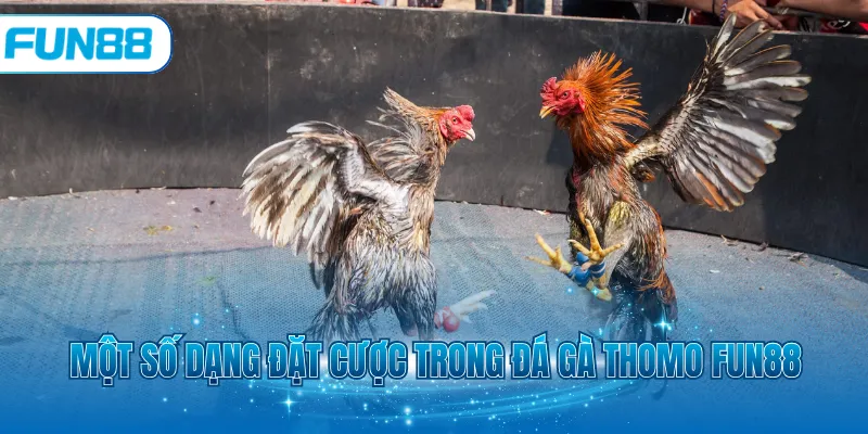 Một số dạng đặt cược trong đá gà thomo Fun88