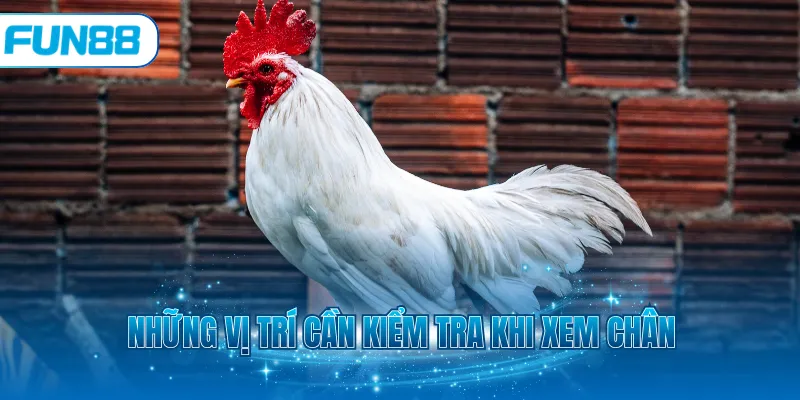 Những vị trí cần kiểm tra khi xem chân