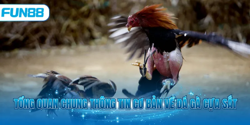Tổng quan chung thông tin cơ bản về đá gà cựa sắt