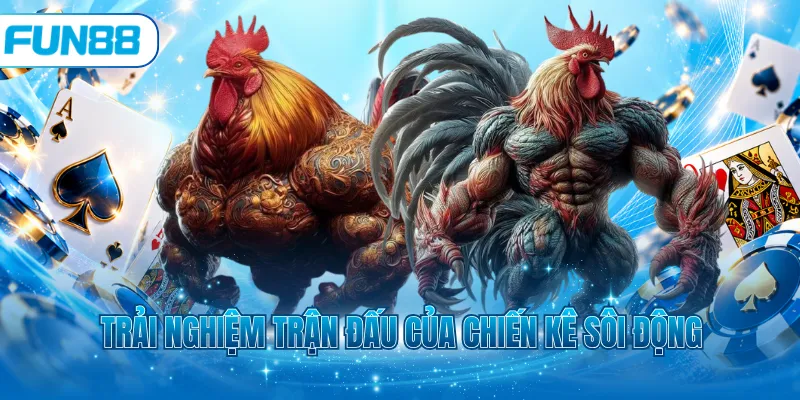 Trải nghiệm trận đấu của chiến kê sôi động